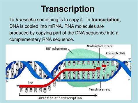 1 Chromosomes, genes, alleles and mutations Chromosomes, genes, alleles and mutations 4. . Transcription ib biology